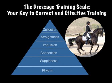 Dressage Training Scale | Amelia's Dressage Academy (The Dressage