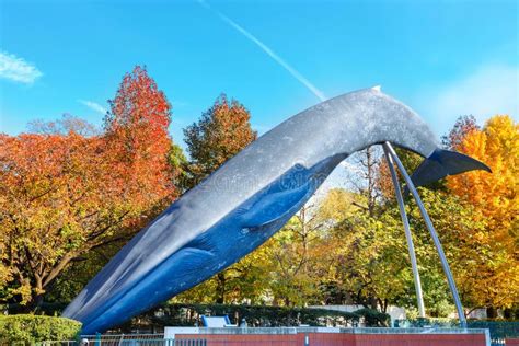 National Museum of Nature and Science in Tokyo, Japan Editorial Stock Photo - Image of whale ...