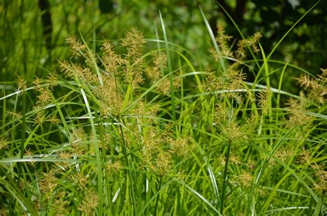 Yellow Nutsedge Control Is In Your Hands | What Grows There :: Hugh Conlon, Horticulturalist ...