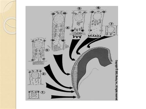 Amelogenesis (enamel formation) oral biology anf histology | PPT