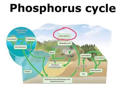 Chpt 3-3 Phosphorus Cycle | Phosphorus cycle, Phosphorus cycle diagram, Science notebooks