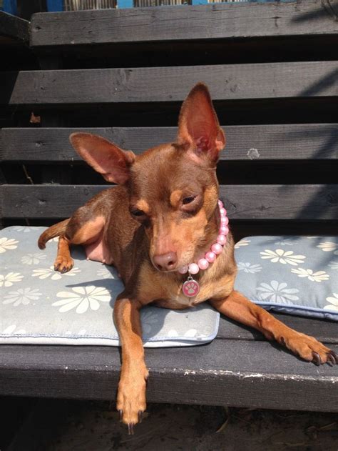 chocolate and tan miniature pinscher x chihuahua | Wickford, Essex ...