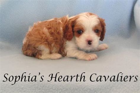 Cavalier King Charles Spaniel Puppy for Sale - Adoption, Rescue for Sale in Flagstaff, Arizona ...