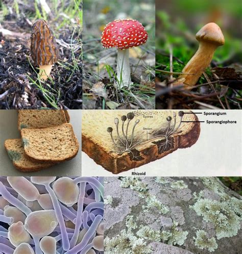 Why Bacteria and Fungi are called Decomposers? - Food Chain and Web