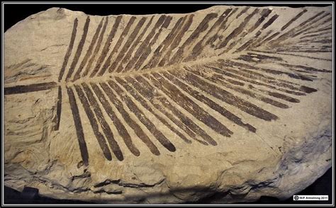 fossil impression of cycad leaf found in 75 million year old deposit in ...