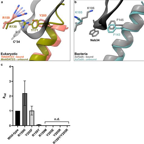 The tRNA anticodon loop passes through a molecular RY-gate in ADAT2 a... | Download Scientific ...