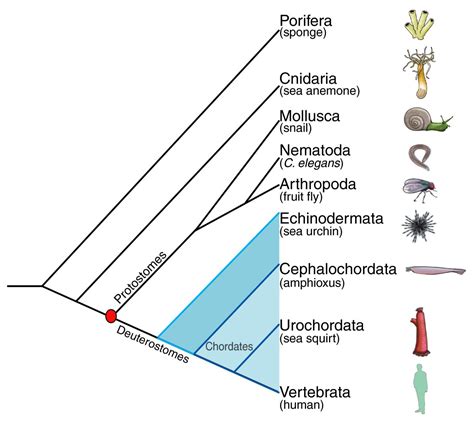 Novel genes dramatically alter regulatory network topology in amphioxus | Genome Biology | Full Text