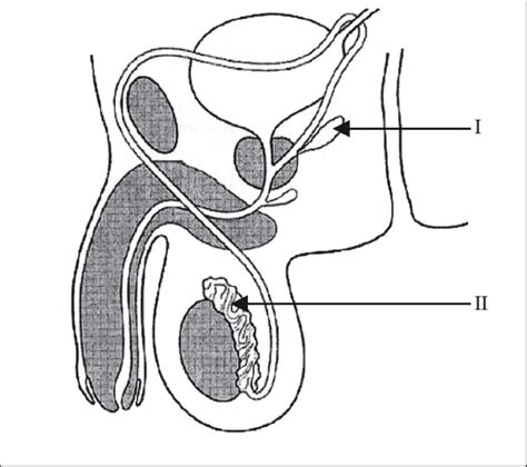 Male Reproductive System Diagram No Labels Reproductive Male