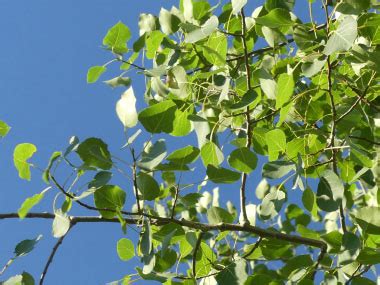 Quaking Aspen: Identification, Leaves, Bark & Habitat | Populus tremuloides