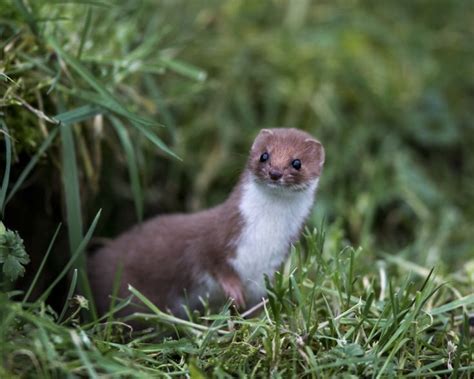 Least Weasel - Facts, Diet, Habitat & Pictures on Animalia.bio | North american wildlife, Cute ...