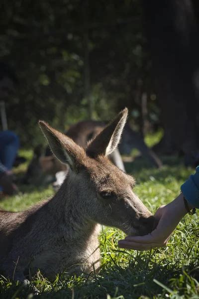 Kangaroo sanctuary australia Stock Photos, Royalty Free Kangaroo ...