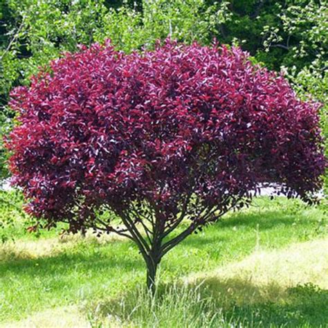 Purpleleaf Sand Cherry - Goode Greenhouses