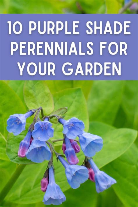 10 Great Purple Shade Perennials For Your Garden