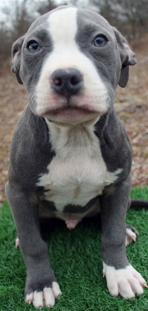 Who couldn't love this BABY! DON'T FIGHT IT LOVE IT! Pitbull Breeders ...