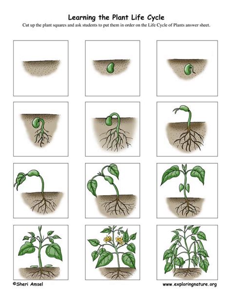 Plant Life Cycle Activity (K-3)