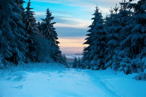 Winter forest in Harz mountains, Germany — Stock Photo © IgorBorodin #3829881