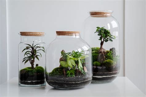 7 Best Closed Terrarium Plants You Should Have