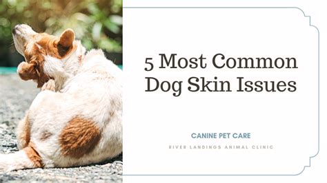 5 Most Common Dog Skin Issues — River Landings Animal Clinic in Bradenton, Florida