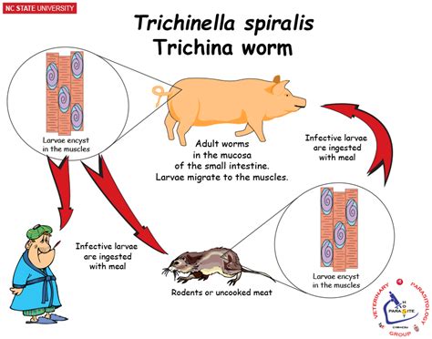 NCSU Veterinary Parasitology