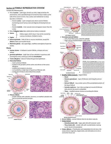 Histology Female Reproductive System - Section 16 FEMALE REPRODUCTIVE ...