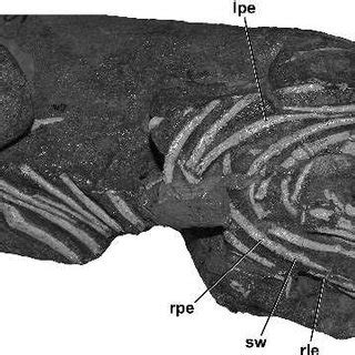 (PDF) New information on Segisaurus halli, a small theropod dinosaur ...