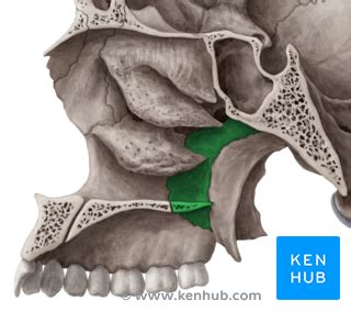 The Palatine Bone - Anatomy, Borders and Development | Kenhub