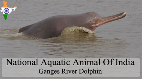 National Aquatic Animal Of India | River Dolphin