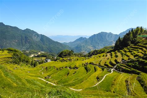 Terraced Paddy Field Landscape Photography Background, Terraced Field, Paddy, Rice Background ...