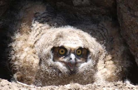 25 Surprisingly Scary Pictures of Owls