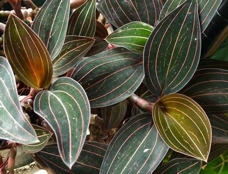 How to Grow Ludisia Discolor: The Beautiful Jewel Orchid