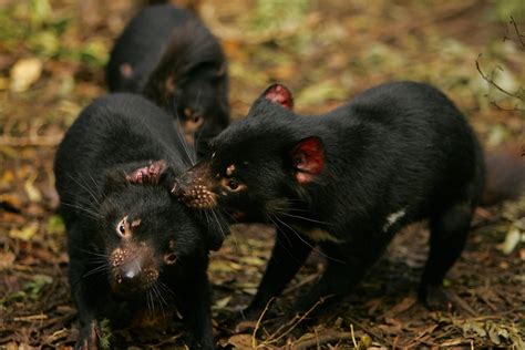 Tasmanian Devils are learning to live with the cancer that was pushing them to extinction | CBC ...