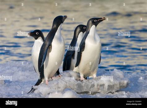 Antarctica adelie penguin hi-res stock photography and images - Alamy