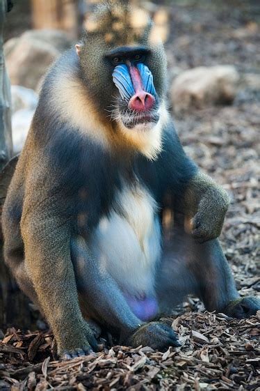 Some Monkeys Have Blue Testicles—Here's Why