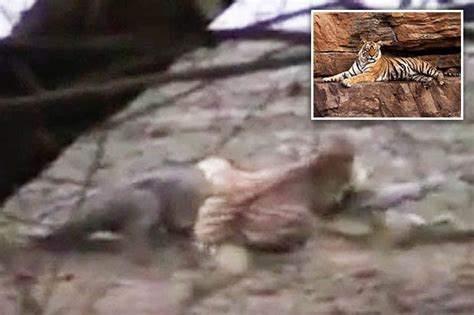 Legendary tiger Machali attacks giant 14ft-long crocodile | Daily Star