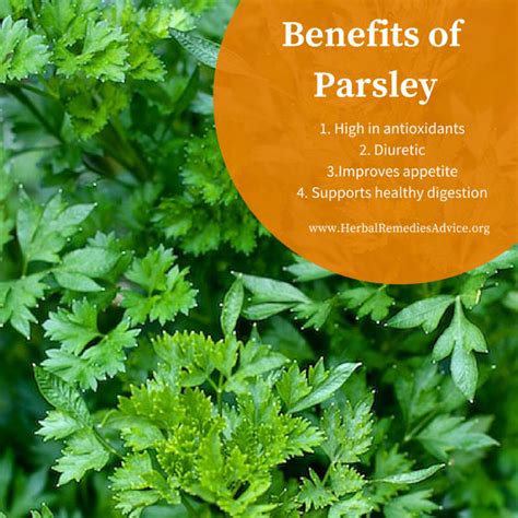 Parsley Herb