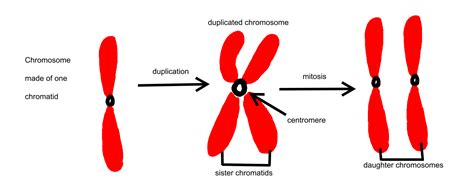 What Is Mitosis? — Definition & Overview - Expii