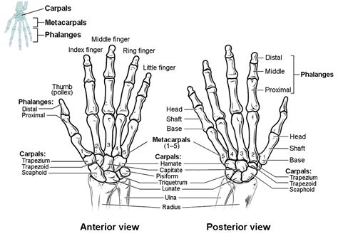 Bones of the Upper Limb | Anatomy and Physiology I