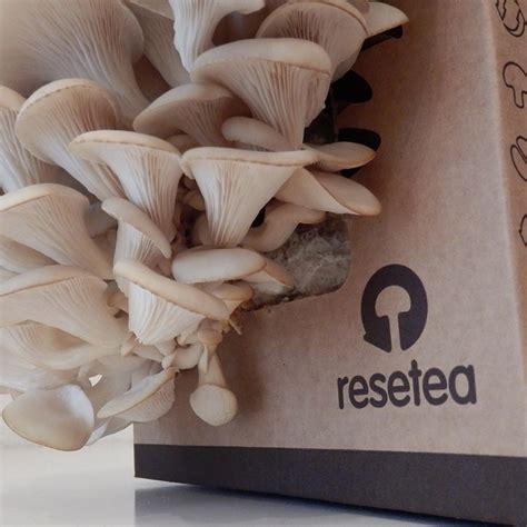 Home Growing Kit Oyster Mushroom - Resetea