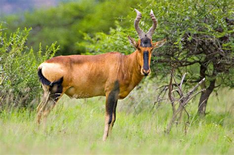 Hartebeest Hunting