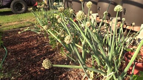 How to Harvest Onion, and Garlic Seeds - YouTube