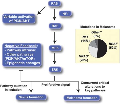 Braf Mapk Pathway