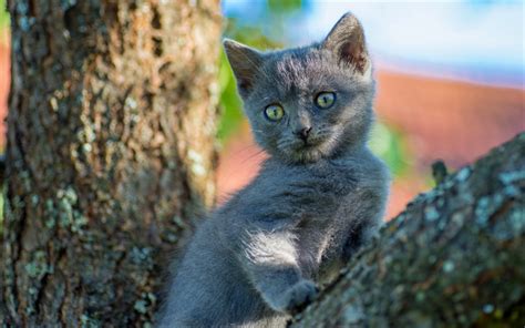 Download wallpapers little gray kitten, green eyes, british shorthair ...