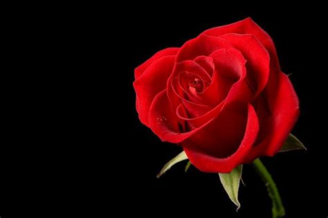 🔥 Download Red Rose Black Background Single Flower My by @rvalenzuela43 | Red Rose Black ...