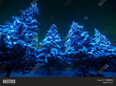 Snow Covered Christmas Tree Lights Image & Photo | Bigstock