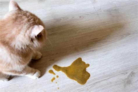 Cat Puke Stock Photos, Pictures & Royalty-Free Images - iStock