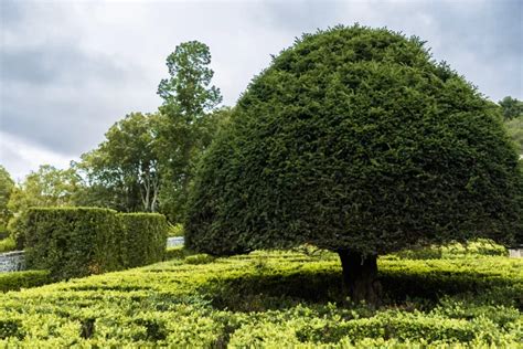 Tree Pruning Benefits: Boosting Tree Health, Safety, and Aesthetics for Your Massachusetts ...