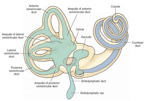 Vestibular Rehabilitation Therapy - Canonteign Physio