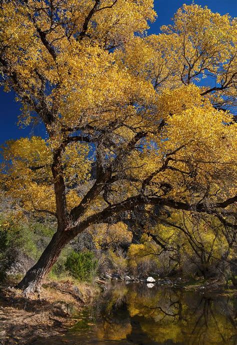 Arizona Cottonwood Photograph by Henry Kowalski - Fine Art America