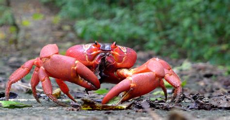 Island Conservation How a Wasp Might Save the Christmas Island Red Crab - Island Conservation