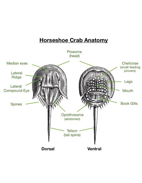 horseshoe-crab-anatomy - Meigs Point Nature Center